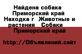 Найдена собака - Приморский край, Находка г. Животные и растения » Собаки   . Приморский край